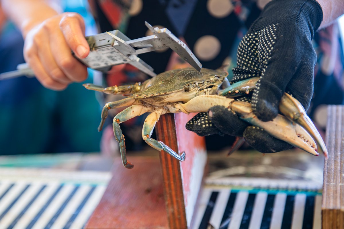 UN_FAO_GFCM's tweet photo. The kick-off meeting of the #bluecrabs research programme has started today:

📌the objective is to present the final programme framework, the activities that will be developed and the methodologies for data collection.

#MedSea4Fish
https://t.co/WPa1gwNYZf https://t.co/QuHyVV9oK9