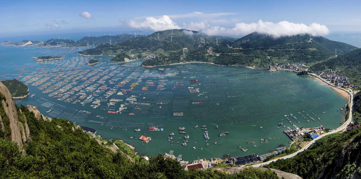 ChinaDaily's tweet image. Farmers gathered at the harbor in Houwan village of Lianjiang county, Fujian province, on Monday morning to release #abalone seedlings into the aquaculture area of the sea.