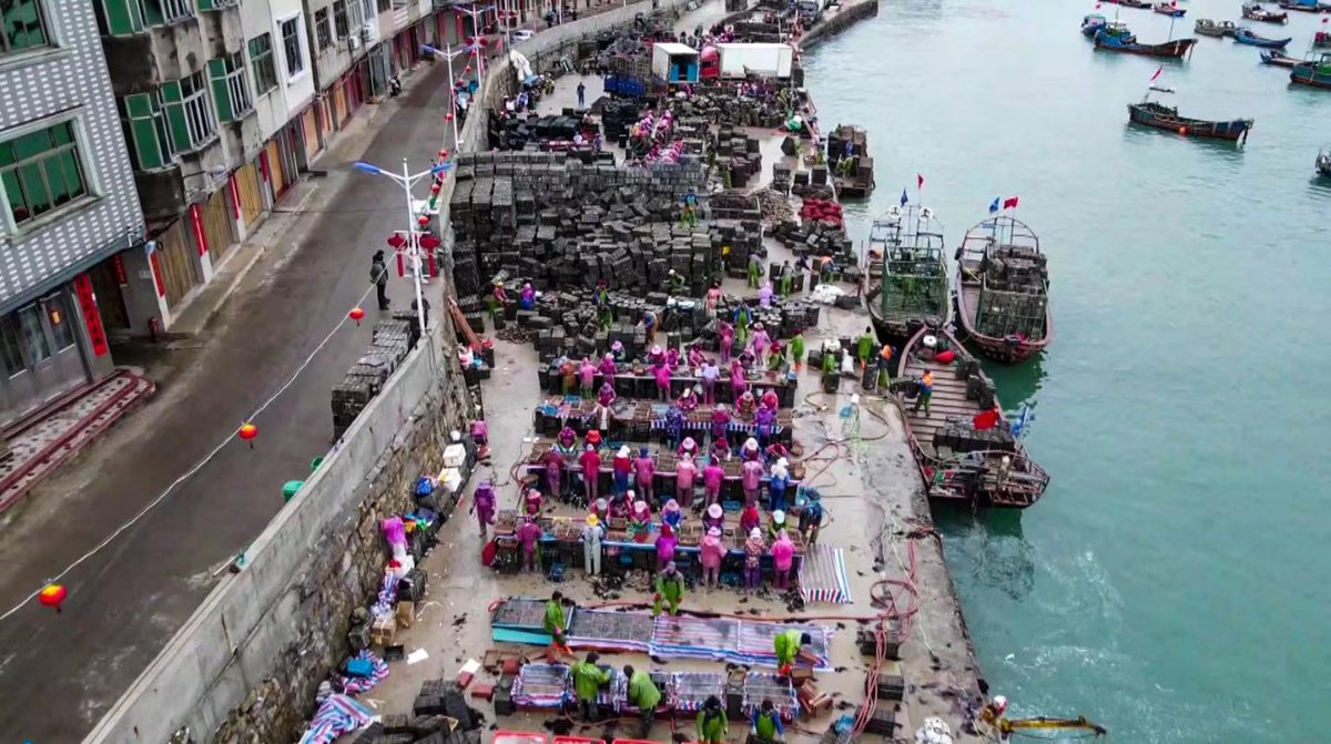ChinaDaily's tweet image. Farmers gathered at the harbor in Houwan village of Lianjiang county, Fujian province, on Monday morning to release #abalone seedlings into the aquaculture area of the sea.