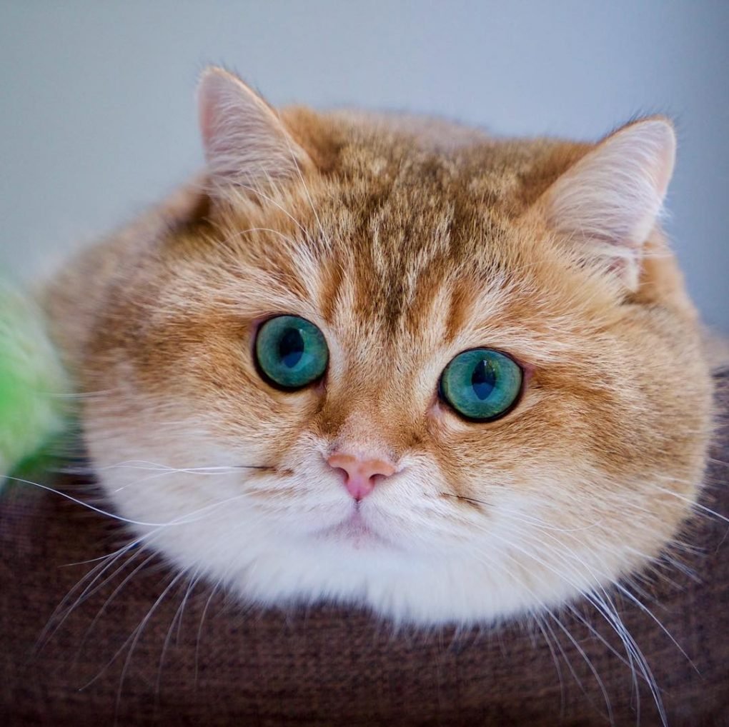 Кошка с щечками