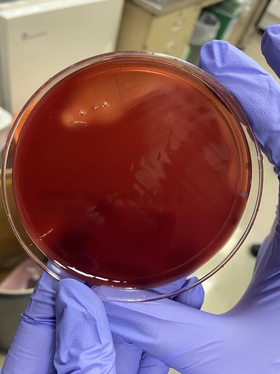 Henry Ford Hospital Infectious Diseases Fellowship on Twitter "MICRO