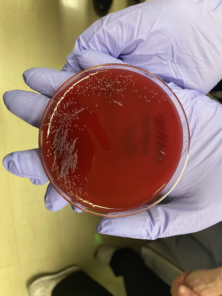 Henry Ford Hospital Infectious Diseases Fellowship on Twitter "MICRO