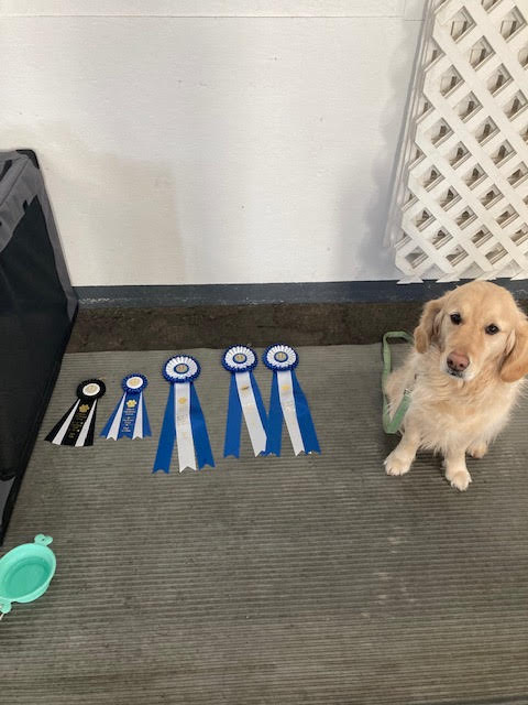 YegHealth's tweet photo. Do you ever wonder what Pam out acupuncturist is up to on weekends?  Her and her buddy are often receiving accolades in the dog show world.   Baxter really cleaned up this past weekend. https://t.co/gGIw2z7vJ1