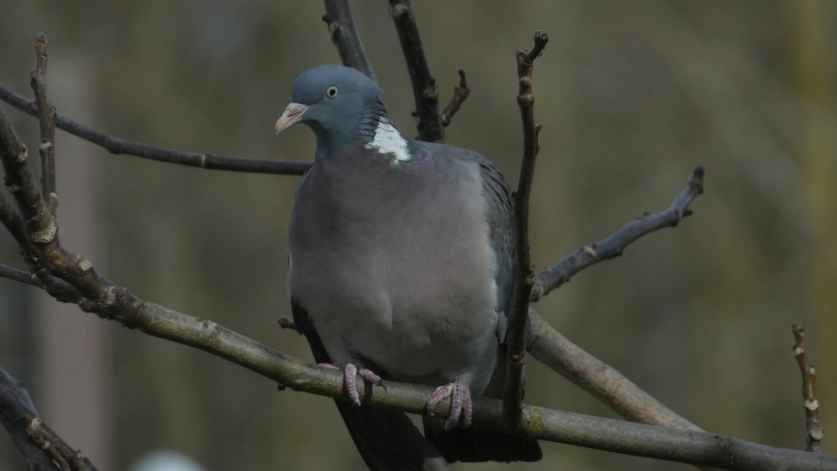 This is my friend Oscar. 
He comes to me when he’s bored.

🌳🕊️

#NaturePhotography #NaturePhoto #outdoors #Commonwoodpigeon #columbapalumbus #palombe #Columba #pigeon #pigeons #PigeonPhotography #bird #birds #BirdPhotography #photo #photos #photography #鴿 #鴿子 #斑尾林鴿 #攝影