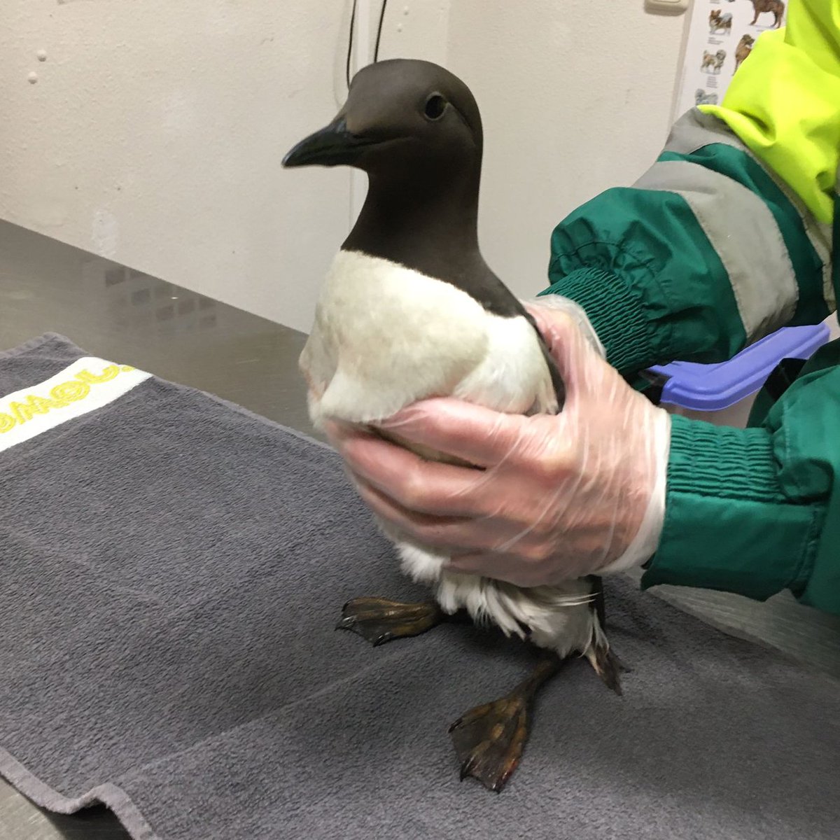DierenAmsterdam's tweet photo. Uit Braziliรซ
Het carnaval was afgelopen.
Ze had die avond flink gezopen
Een stille plek gevonden
Naar Nederland gezonden
En zo kwam de #zeekoet de machinekamer uitgelopen
By JJ
Op schip, door @Douane gevonden. Ingescheept bij laden en na laden geen uitweg meer. Wat een pracht! https://t.co/Mj5A7ZUlBh