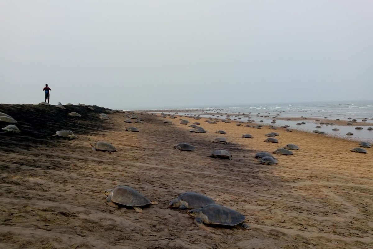 dfomangrovefdwl's tweet image. Mass nesting of Olive Ridley Sea Turtles on the Outer Wheeler Island in Gahirmatha. This season 5.12 Lakh nesting has been reported from 9-14 March. #Gahirmatha #Oliveridley #Arribada #Kendrapara