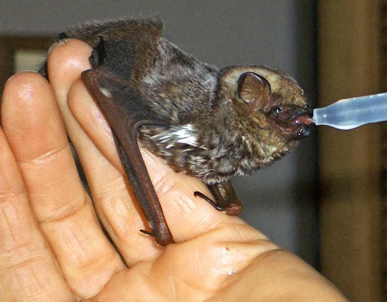 010SpaceBoi010's tweet photo. Bat thread, go! https://t.co/i3fPS0hUUB