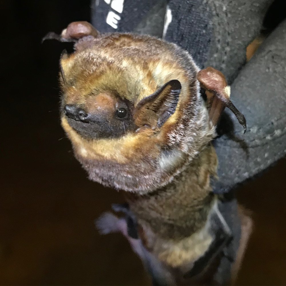 010SpaceBoi010's tweet photo. Bat thread, go! https://t.co/i3fPS0hUUB