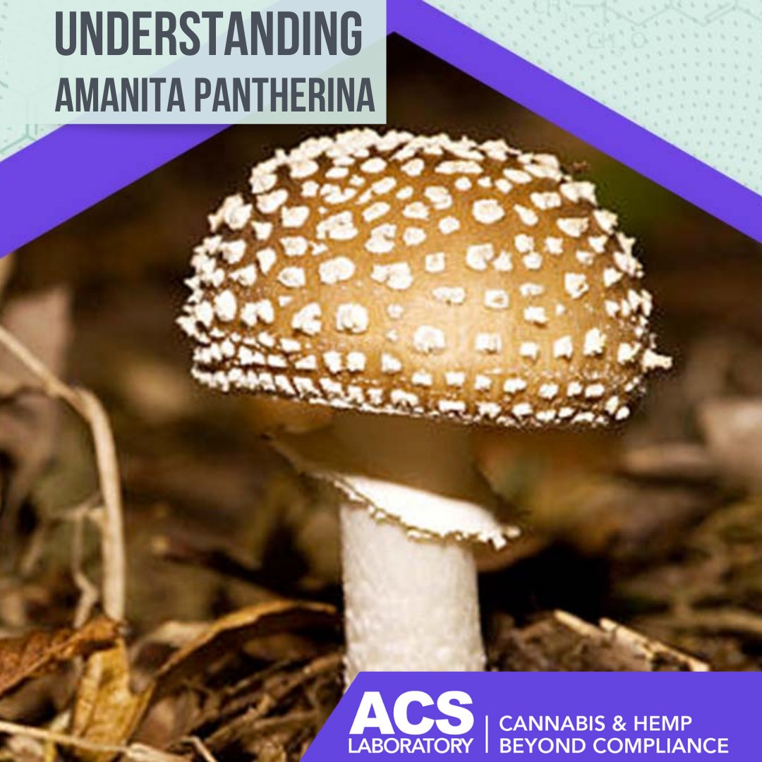 ACSLaboratory's tweet photo. Amanita pantherina is a relative of Amanita muscaria, featuring similar psychoactive properties and potential for toxicity. 👇

https://t.co/dhA0X2YoCQ

#amanita #amanitamushrooms #amuscaria #apantherina #psychedelics #thirdpartytesting #ACS #ACSLaboratory https://t.co/Xvmb2f4W9V