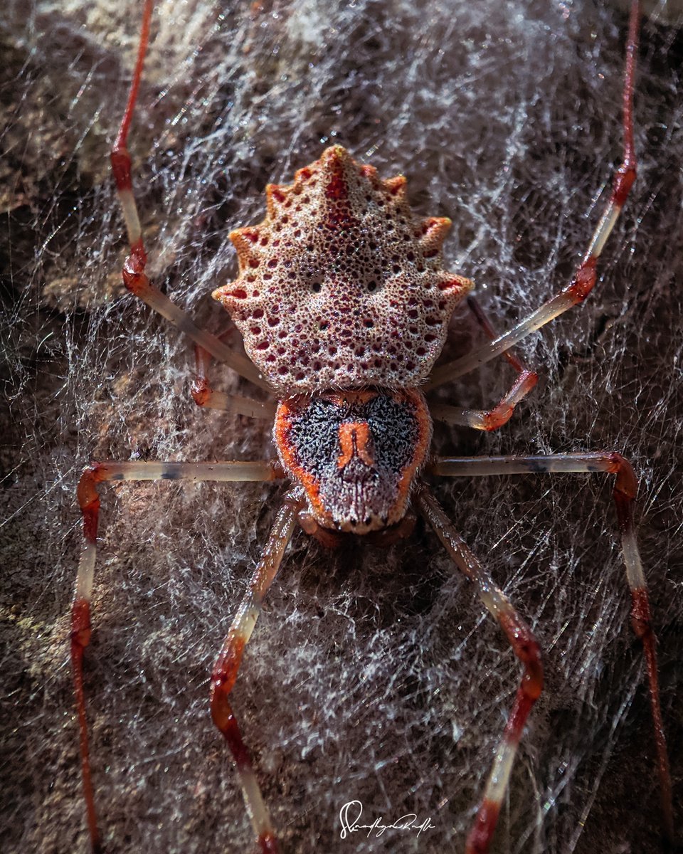 Our Observation of the Day is this Ornamental Tree Trunk #Spider (Herennia multipuncta), seen in #India by sandhyakudli!

More details at: inaturalist.org/observations/1… #arachnology #nature #biodiversity