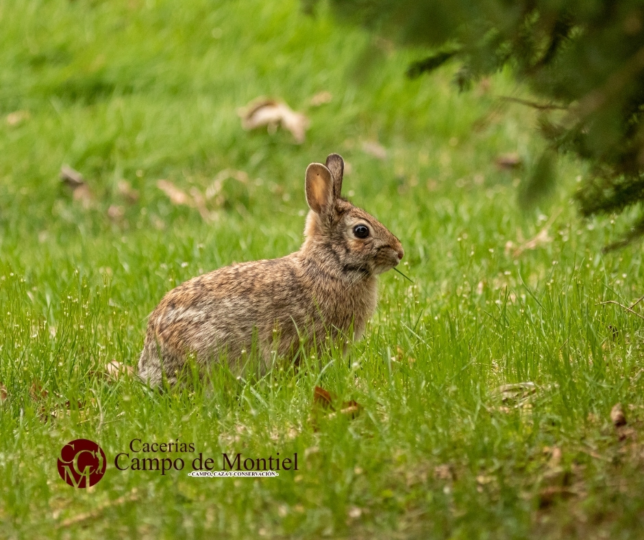GRAN SORTEO junto a <a href="/trofeocaza/">Trofeo Caza</a> en nuestro stand 543 en Cinegética 2023.

Habrá 2 premios y 2 ganadores:
💥Una carabina Onix Intizia de Arcea.
🏹 A elegir entre puesto de caza menor o un puesto de caza mayor.

El sorteo se resolverá el 26 en nuestro stand.

<a href="/expocinegetica/">Expo Cinegética</a>