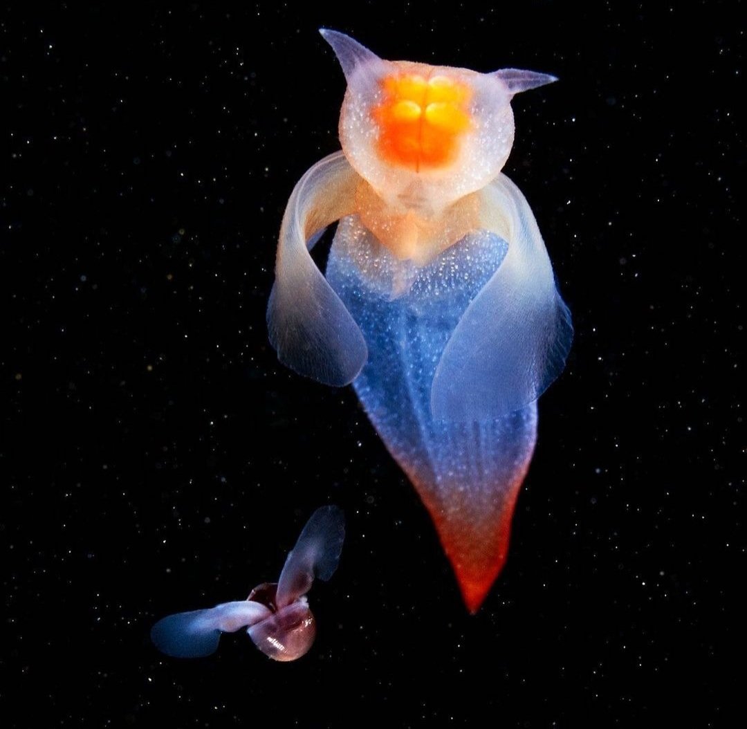 canadianjacs's tweet photo. 📸: Aquatilis Expedtion 

Sea angels
They're cold-water pteropod mollusks that live in the Arctic seas. Their size is 3-5 cm and they can survive without food for more than 6 months.
#seaangels #pteropod #mollusks #Arcticseas #seaangel #mollusk #Arctic #color #colors #colour https://t.co/CaohMYTfFF