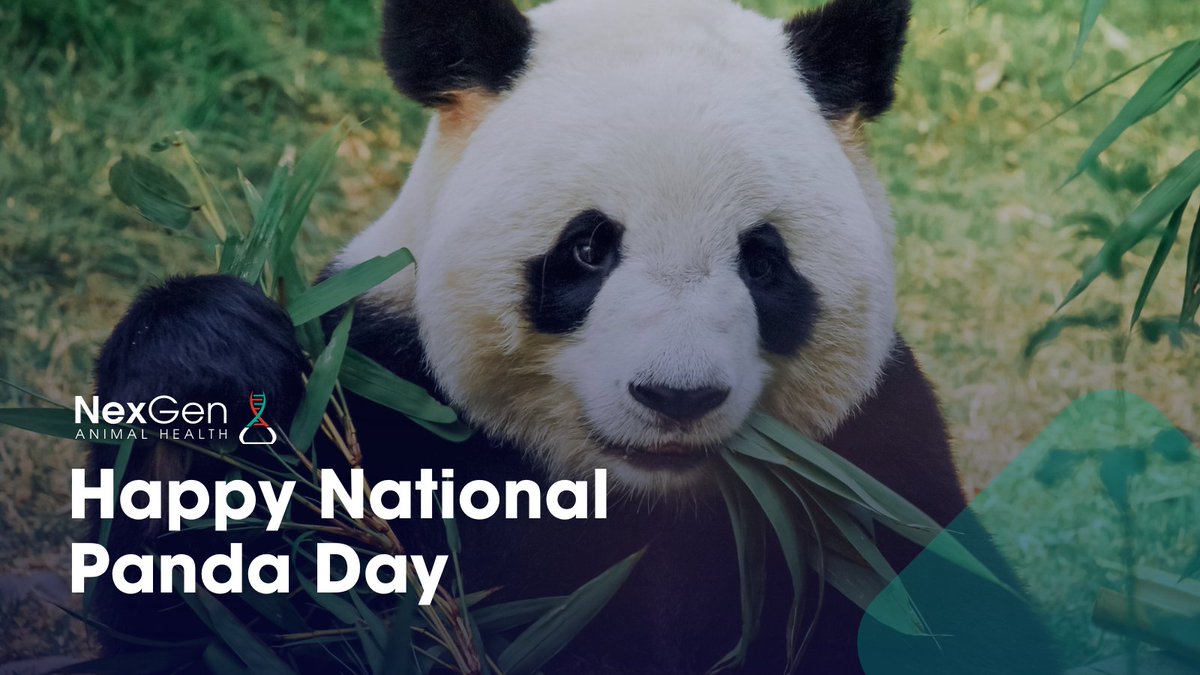 nexgenpharmacy's tweet image. Happy #NationalPandaDay! Let&apos;s celebrate these creatures &amp;amp; raise awareness about their endangered status. With &amp;lt;2k left in the wild, we must support conservation efforts &amp;amp; protect their habitat. Share your favorite panda photos &amp;amp; help spread the word! 🐼❤️🌿

#SaveThePandas