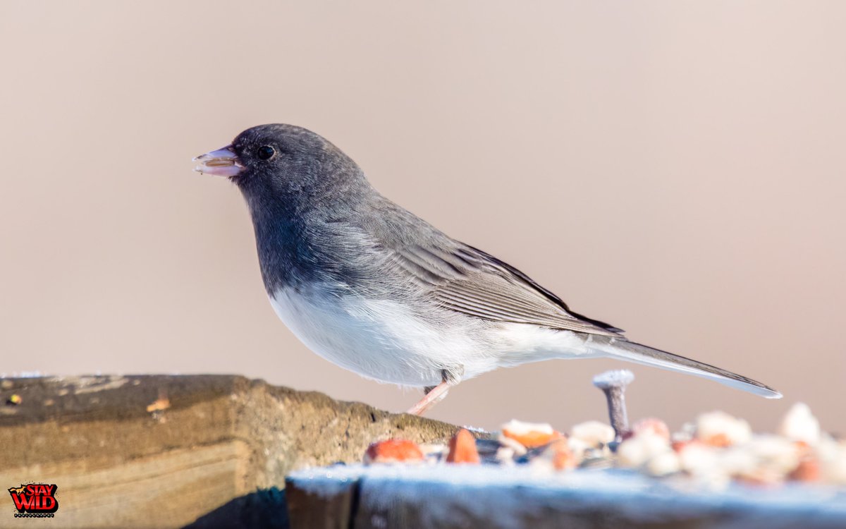 🐦 Dark-eyed Junco, aka 'snowbird', migrates to Nebraska in the winter and springs up to cooler climates. The beauty of nature and its creatures never ceases to amaze me. 🌱

#grateful #wildlife #migration #winterinnebraska #snowbird #birdwatching #birdlovers #naturelovers…