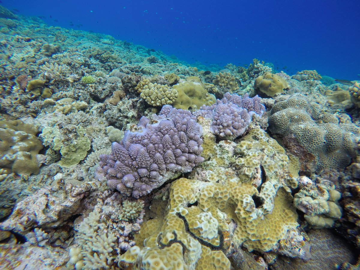 Rising temperatures &amp; frequent marine heat waves will likely lead to increased low oxygen conditions on coral reefs.

“Determining which thresholds are relevant will be important in making predictions about how reefs might change under warming and oxygen loss.” -@apezner