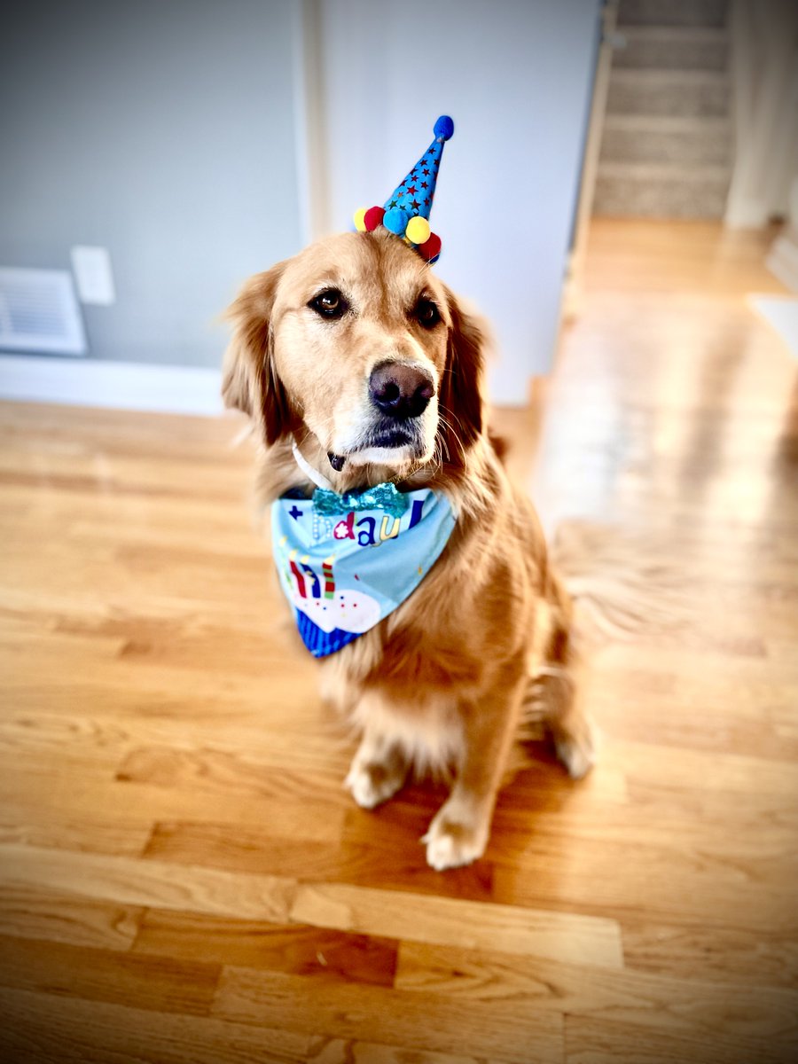 IowaDPS's tweet photo. 🎂🐕 🥒From all his colleagues/fans, we say HAPPY BIRTHDAY to DPS Therapy K9 Matt Pickles ! He is the BEST at spreading smiles and happiness wherever he goes. He is doggone good at his work, and we are so grateful for this LE program. We hope your day is filled with treats Matt! https://t.co/uxFEW8Kbda