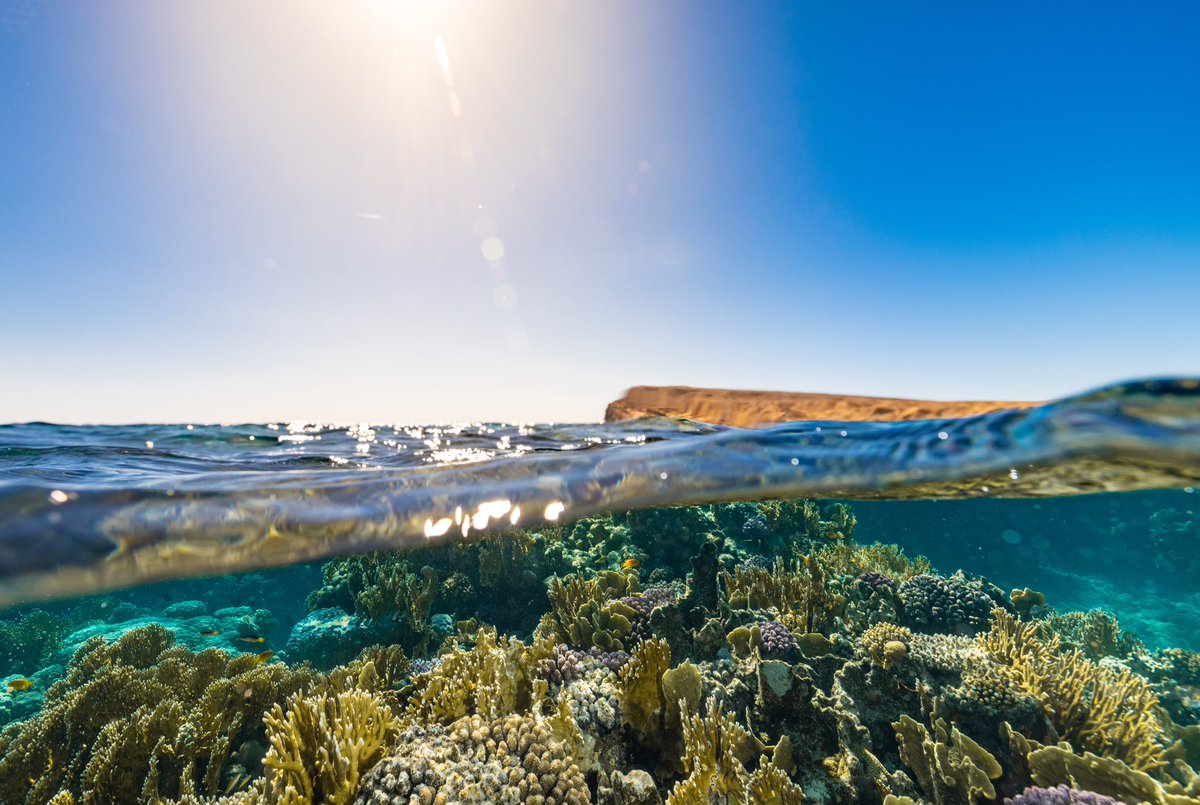 morganbs7's tweet image. A few more from last week! #coralreefs #redsea