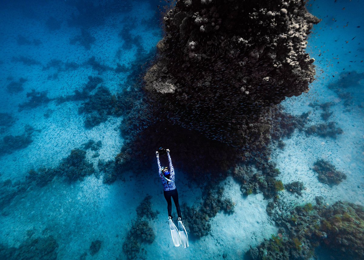 Morgan Bennett-Smith (@morganbs7) on Twitter photo A few more from last week! #coralreefs #redsea A few more from last week! #coralreefs #redsea