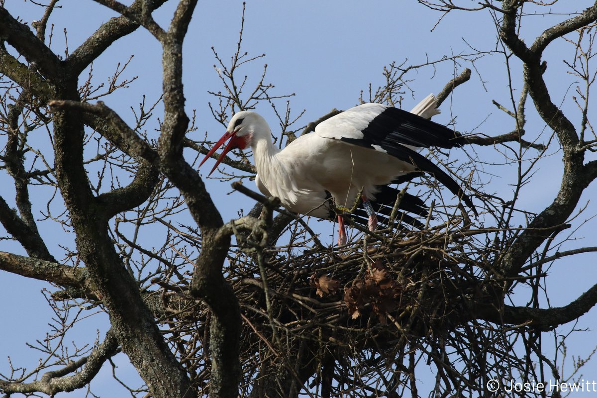 The 2023 nesting season is well and truly underway at Knepp. With eleven active nests and birds sitting on at least five of these already, we're hopeful for another bumper breeding season! 🤞 #whitestork #speciesrestoration #rewilding #spring #visitsussex #sussexwildlife