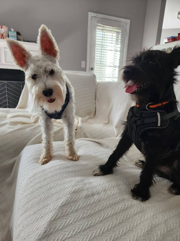 ApolloLovesFun's tweet image. Good afternoon Frens!! How hab you been! Guess what! I got me a bestie! His name is Dutch and we hab soooo much fun playing together!!  #Thursday #SchnauzerGang