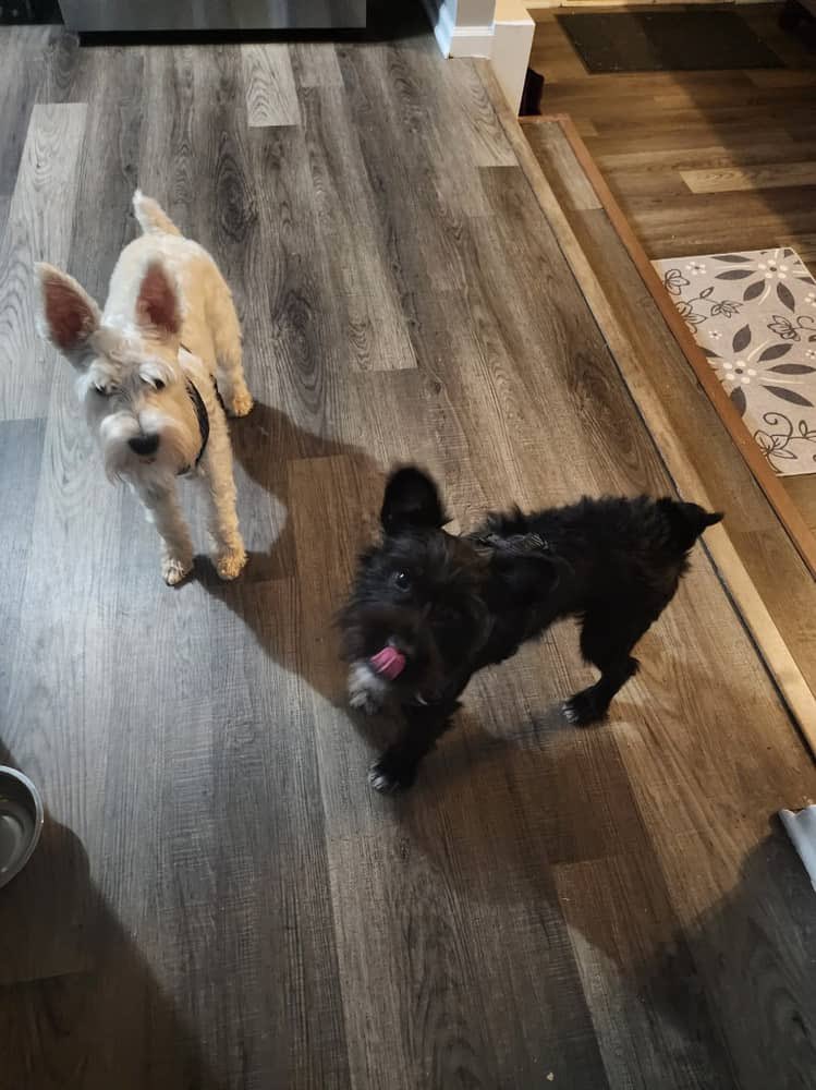 ApolloLovesFun's tweet image. Good afternoon Frens!! How hab you been! Guess what! I got me a bestie! His name is Dutch and we hab soooo much fun playing together!!  #Thursday #SchnauzerGang