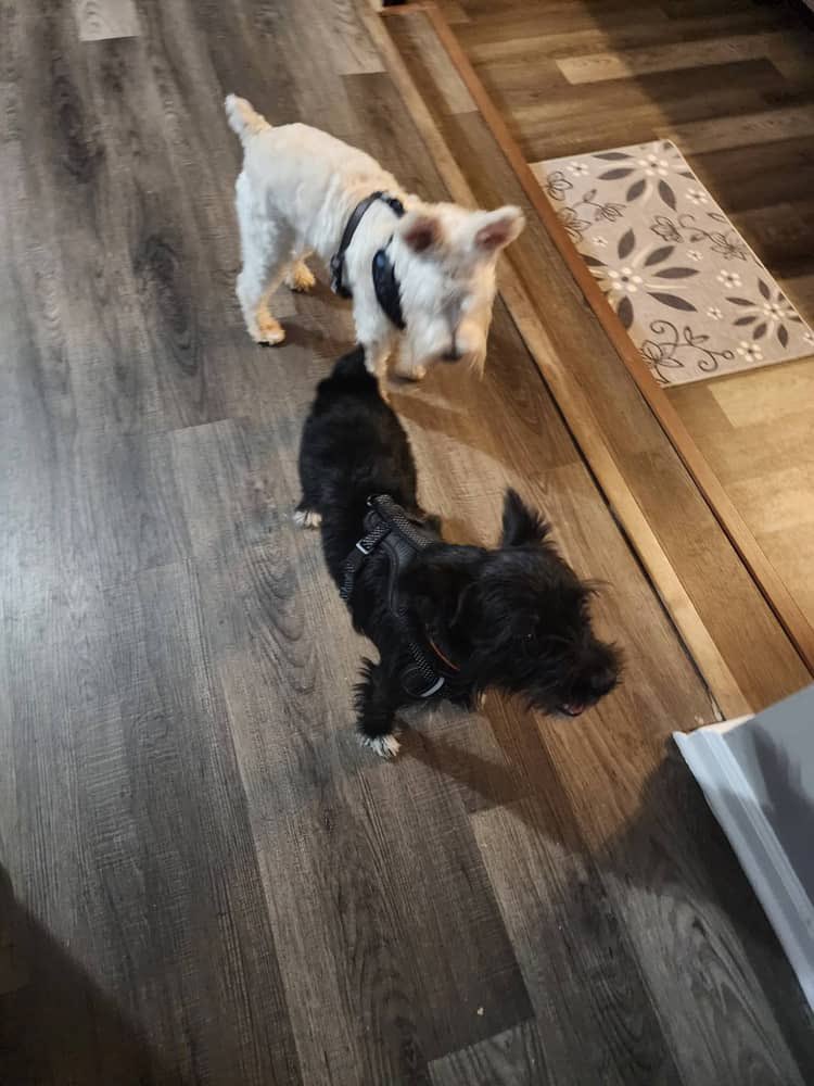 ApolloLovesFun's tweet image. Good afternoon Frens!! How hab you been! Guess what! I got me a bestie! His name is Dutch and we hab soooo much fun playing together!!  #Thursday #SchnauzerGang