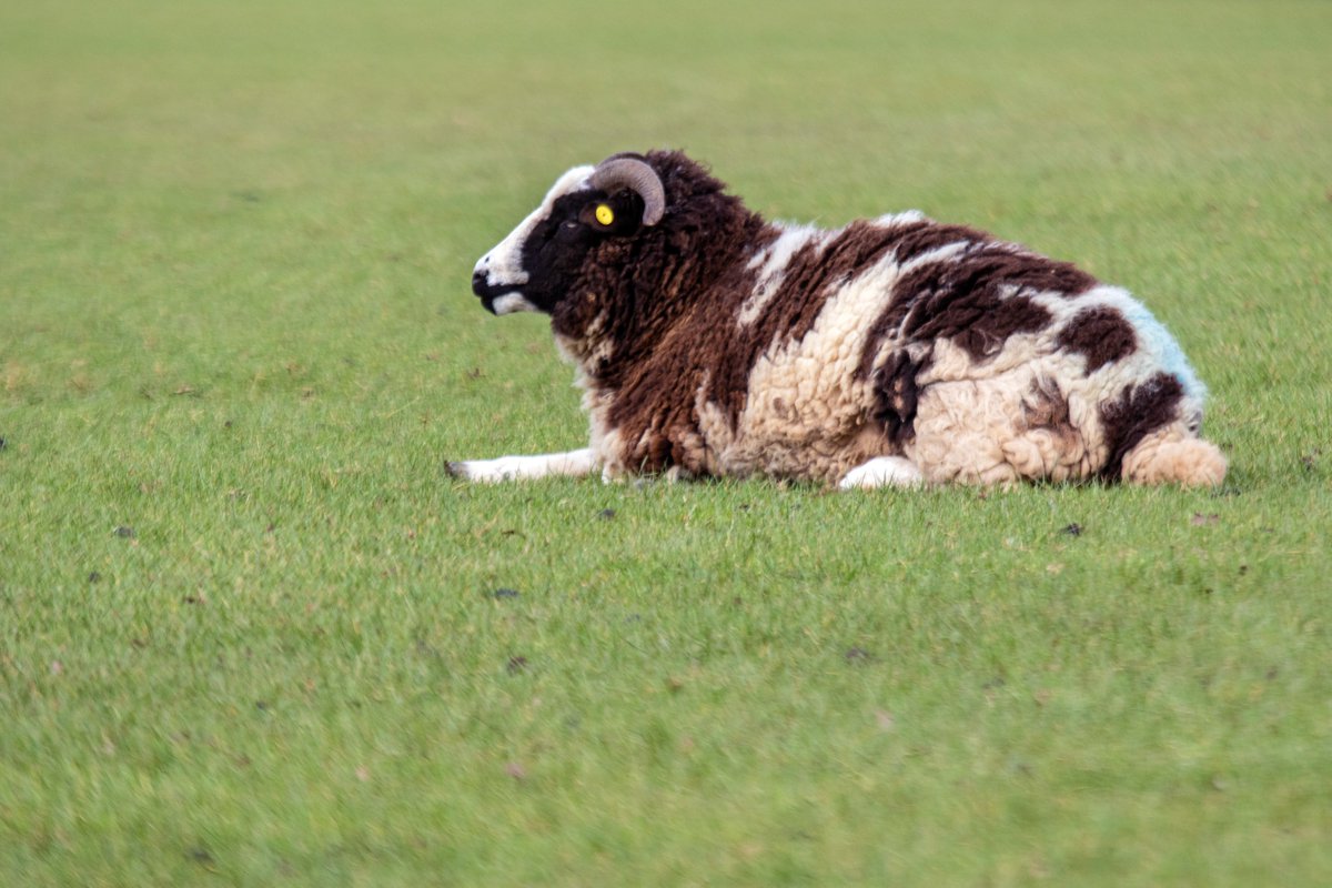 CharlecoteNT's tweet photo. The Jacob ewes are heavily pregnant at the moment.
The Park team are keeping a close eye on these mum's-to-be. You can help us care for them in the late stages of their pregnancies when you visit by keeping dogs on a short lead and popping back in mid-April to spot their lambs. https://t.co/E04wa8T2oc