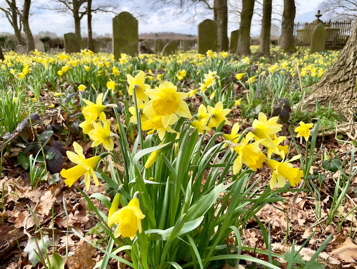 nikkilewisphoto's tweet photo. A host of wild daffodils swaying in the cool breeze.

#daffodils #wilddaffodils #yellow #yellowflowers #flowers #breeze #cool #springiscoming #spring #graveyard #trees #countryside #cemetary #gravestones #ayot #ayotstpeter #hertslife #herts #Landscape #Outdoors #Growth #Field https://t.co/LXyCpxySSz