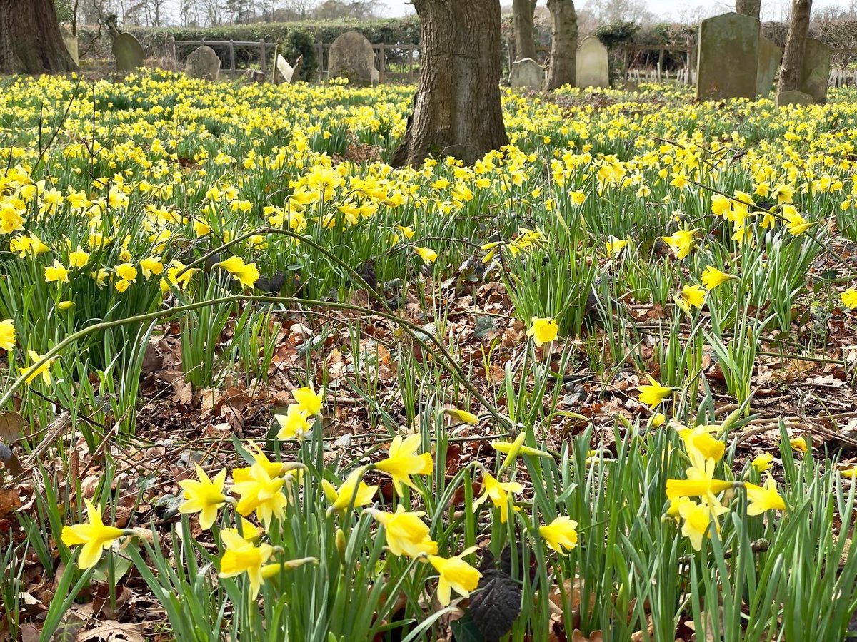 nikkilewisphoto's tweet photo. A host of wild daffodils swaying in the cool breeze.

#daffodils #wilddaffodils #yellow #yellowflowers #flowers #breeze #cool #springiscoming #spring #graveyard #trees #countryside #cemetary #gravestones #ayot #ayotstpeter #hertslife #herts #Landscape #Outdoors #Growth #Field https://t.co/LXyCpxySSz