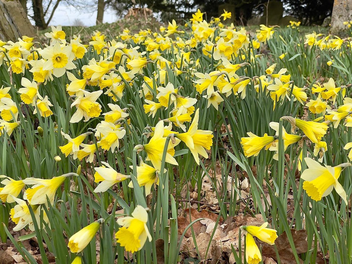 nikkilewisphoto's tweet photo. A host of wild daffodils swaying in the cool breeze.

#daffodils #wilddaffodils #yellow #yellowflowers #flowers #breeze #cool #springiscoming #spring #graveyard #trees #countryside #cemetary #gravestones #ayot #ayotstpeter #hertslife #herts #Landscape #Outdoors #Growth #Field https://t.co/LXyCpxySSz