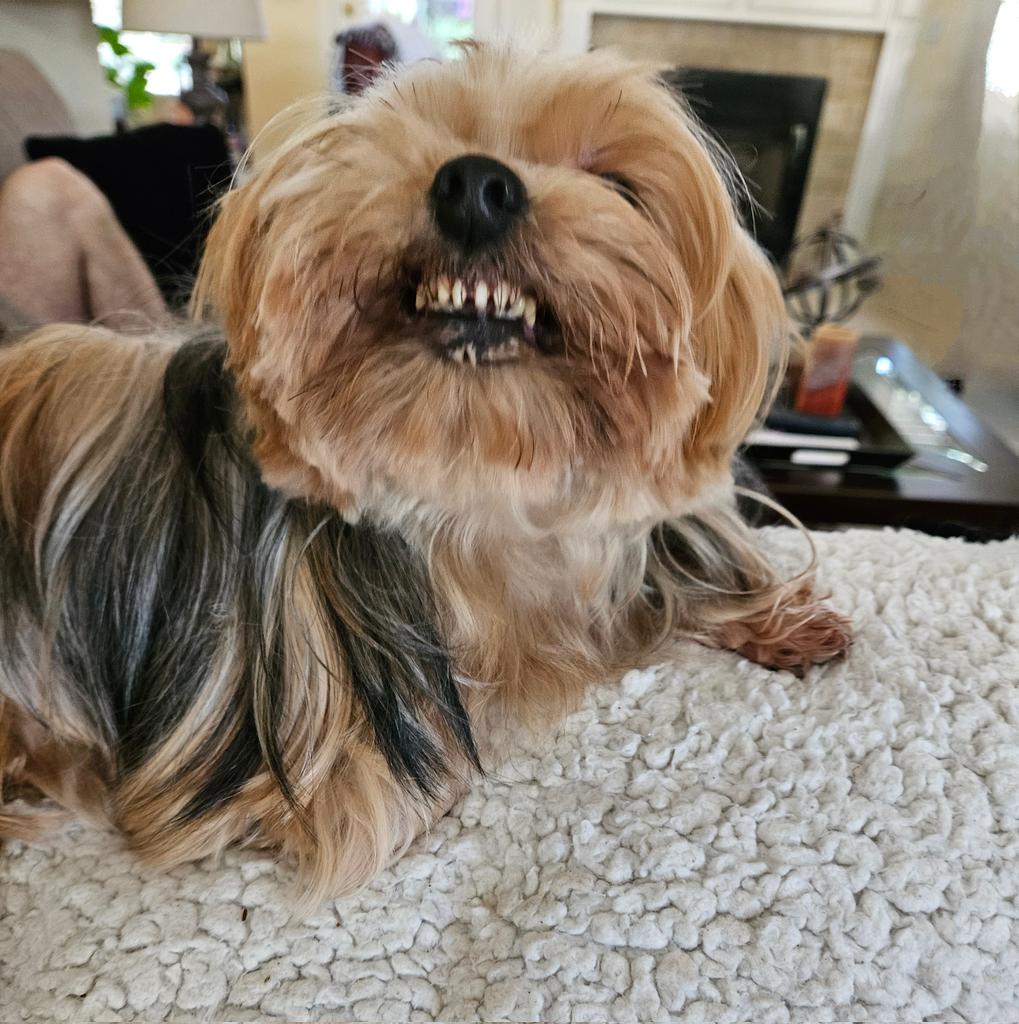 Me got gwoom today and now you can see me teef. I am so fierce grrrrr