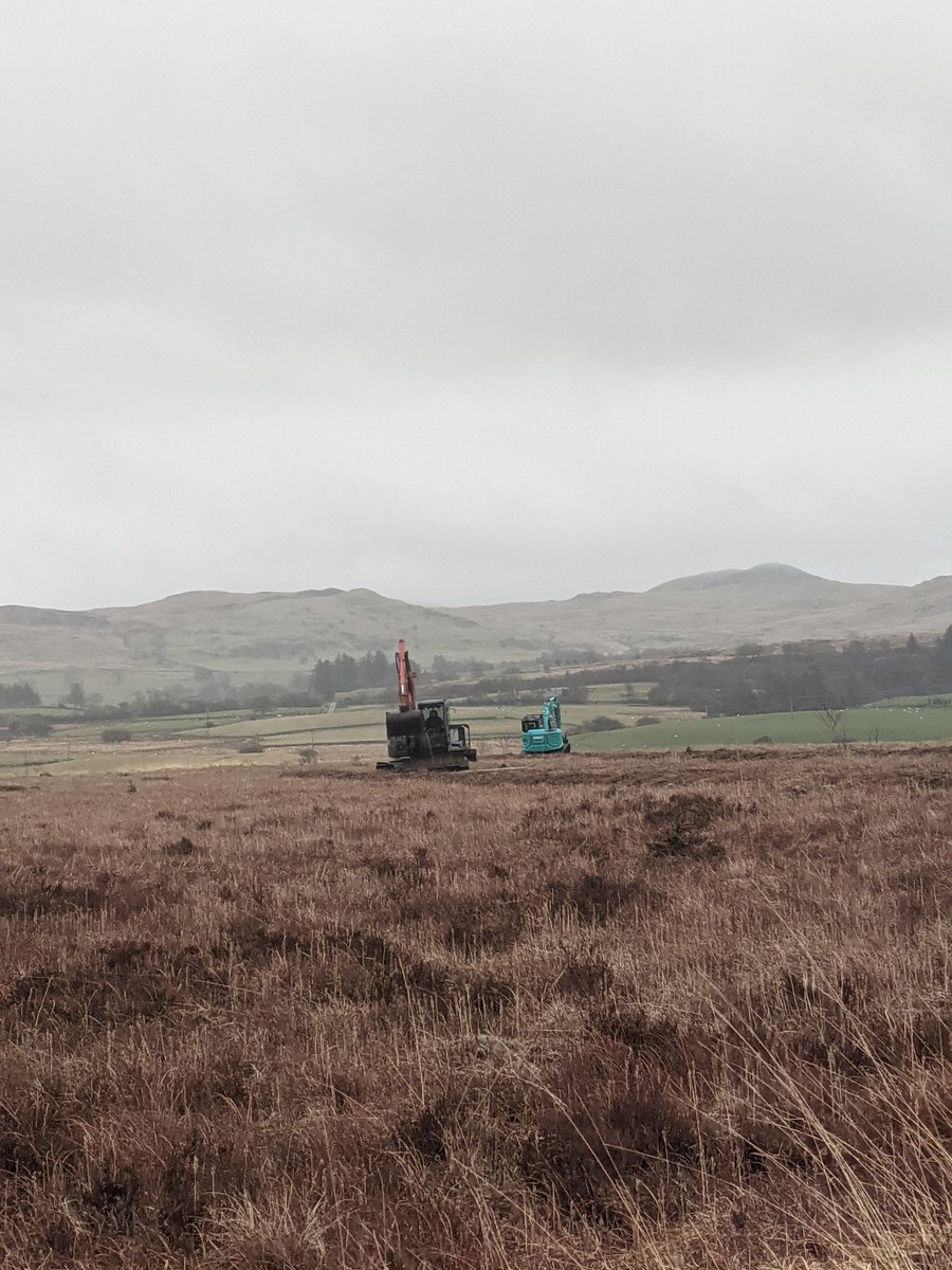 After a very long wait of several years, we have started restoration work on #CorsGoch near Trawsfynydd. We will be mowing the dominant Molinia grass for the next week with the wetland harvester machine, whilst the excavators will be installing low contour bunds.