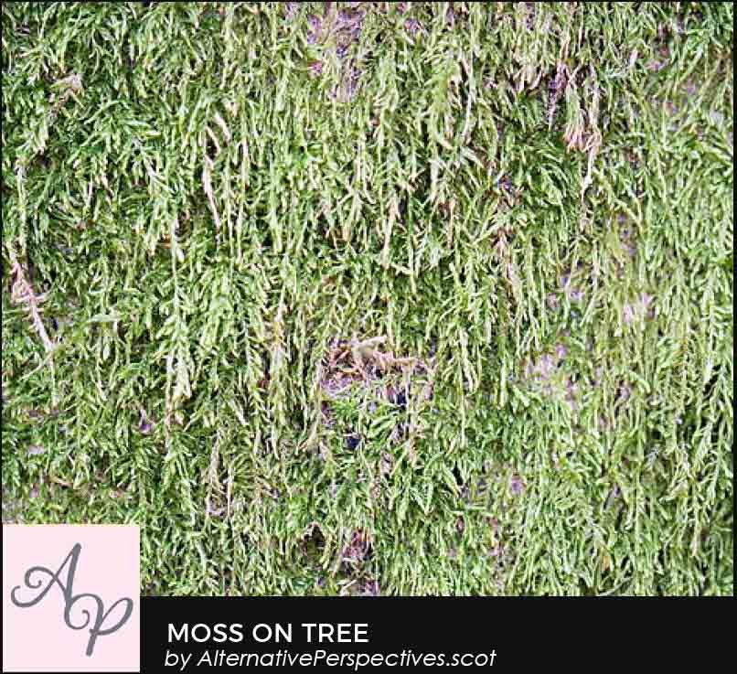 AlternPerspec's tweet photo. Moss on Tree
A donation will be made to the Maryburgh Community Woodland for each item sold from my Maryburgh Community Woodland Collection during 2023.
#community
#CommunityWoodland
#environment
#woodland
#nature
#EnvironmentProtection
#ad
#AYearOfArt

https://t.co/sijblxQ7fK https://t.co/OMb82nL1fa