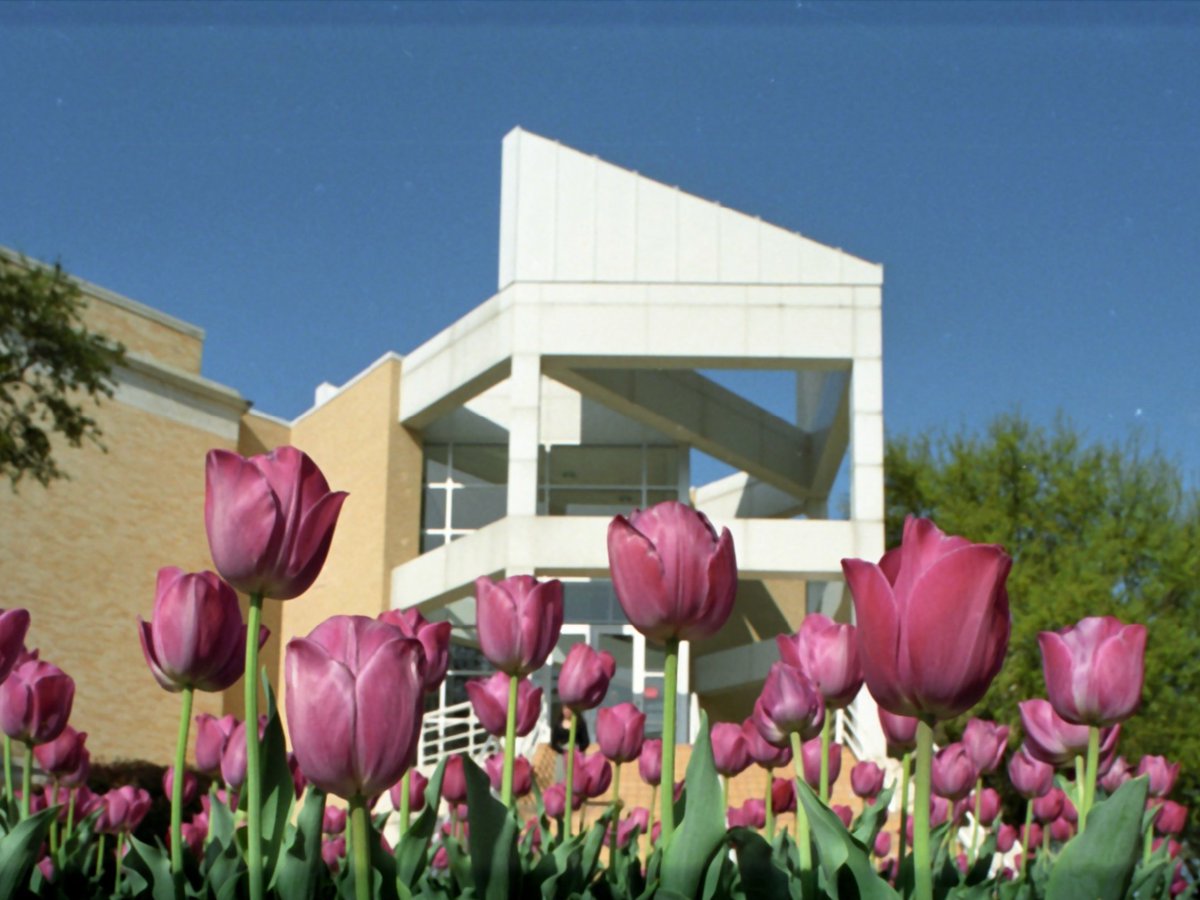 TCU's tweet photo. Then (1993) vs Now (2023) π·
The TCU Grounds team started planting tulip bulbs annually in 1986! The tulip bulbs arrive in late November and must be planted before the middle of December to achieve the best blooms!π #ThrowbackThursday #TCU150 #TCUTulips https://t.co/SS8TrbMeCI