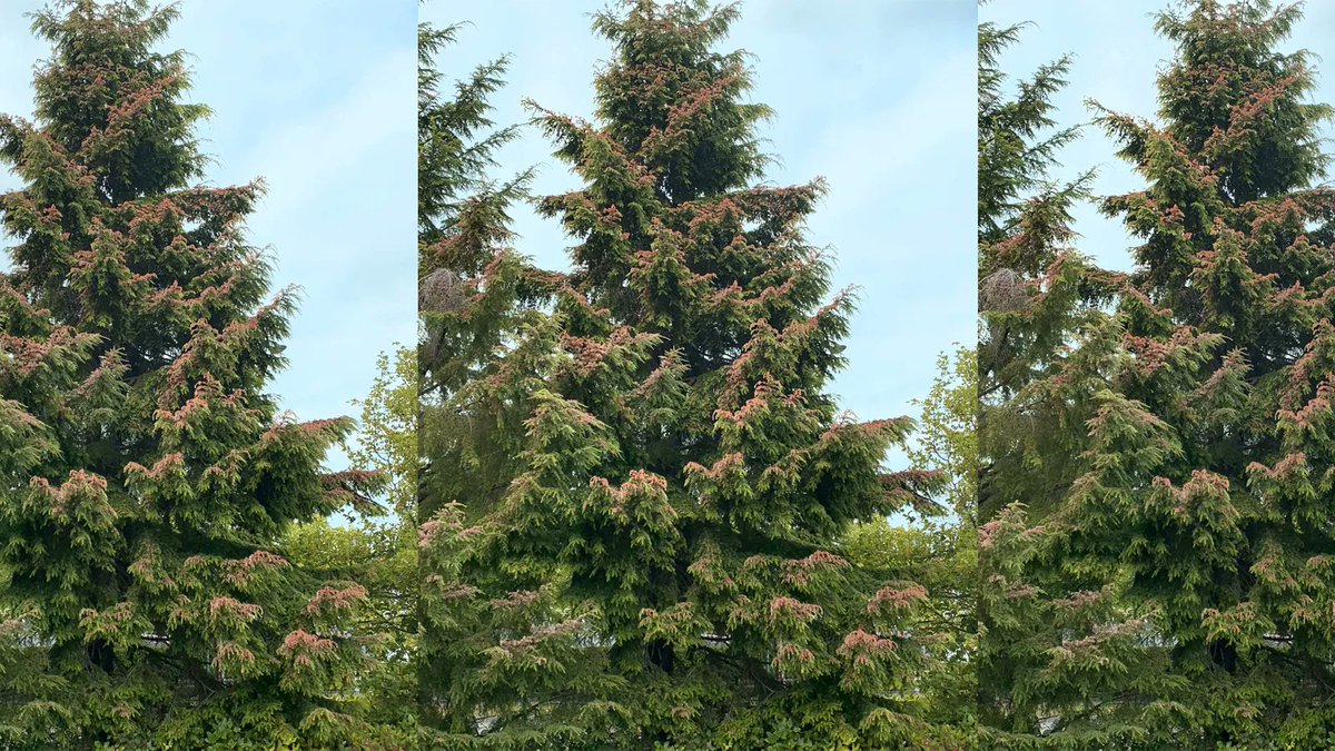 Sad news: new research shows the extreme heat scorched (discolored, damaged and killed) some of the Pacific Northwest's ubiquitous evergreens. buff.ly/3YSLtYr #pdx #seattle #boise