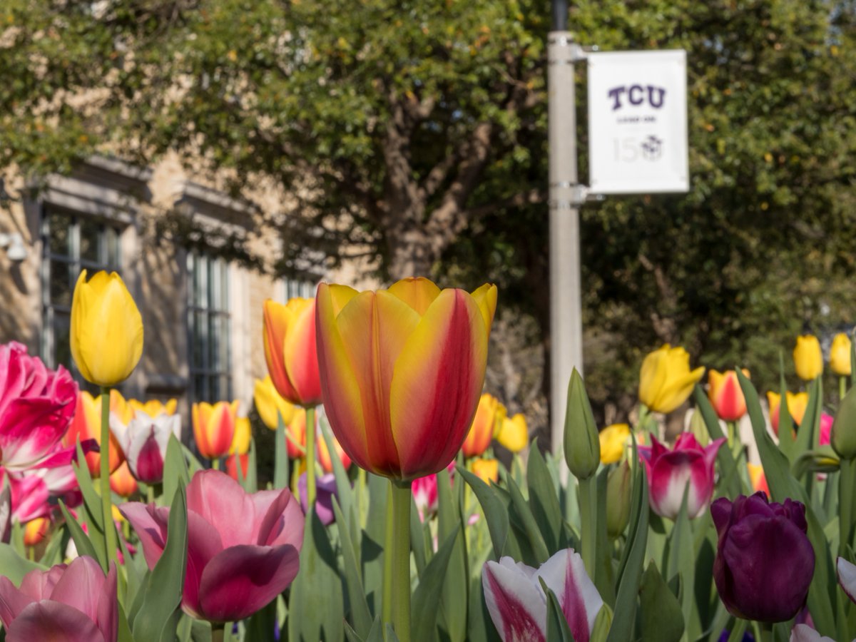 TCU's tweet photo. Then (1993) vs Now (2023) π·
The TCU Grounds team started planting tulip bulbs annually in 1986! The tulip bulbs arrive in late November and must be planted before the middle of December to achieve the best blooms!π #ThrowbackThursday #TCU150 #TCUTulips https://t.co/SS8TrbMeCI
