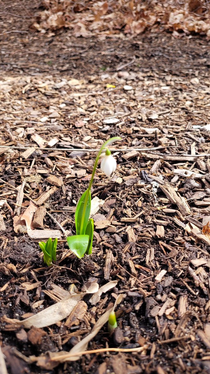 The first flowers of spring are here...well the witch-hazel has been here a while, but the snowdrop is new!  #Garden4Wildlife #schoolgarden #spring