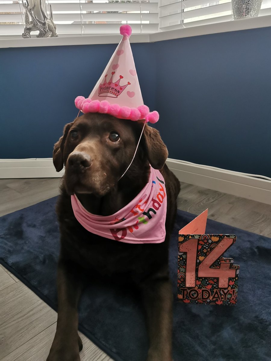 Shelly17197904's tweet photo. Our gorgeous chocy lab cocoa, turned 14 today 🎉🎉🤎🤎🤎🤎🤎🤎🤎🤎🤎🤎🤎🤎🤎🤎#labs #choclab #birthday #bestlab https://t.co/J9X1tnxRql