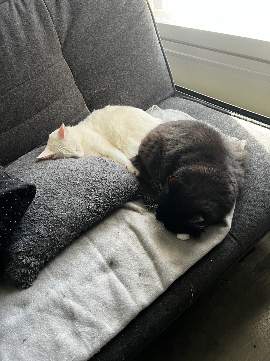 tässä mun poitsut chillaamas. 🥺