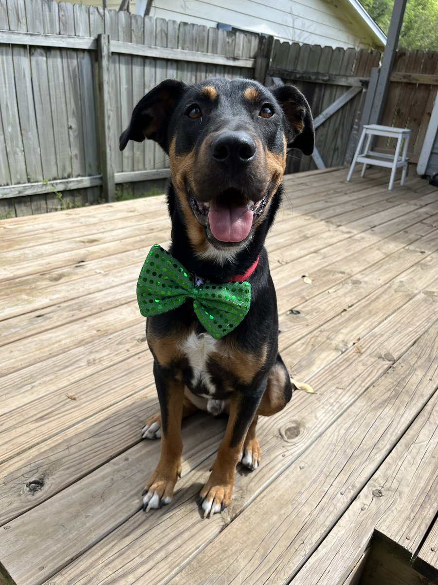 naje23's tweet photo. This handsome boi is ready for St. Patty’s Day! We need to find Mac a foster or fur-ever family asap. If you’re in ATX and know anyone I’d appreciate the share. He deserves the bestest life ♥️☘️ https://t.co/EO7tGeo8VQ https://t.co/ZSPrgmRTkT