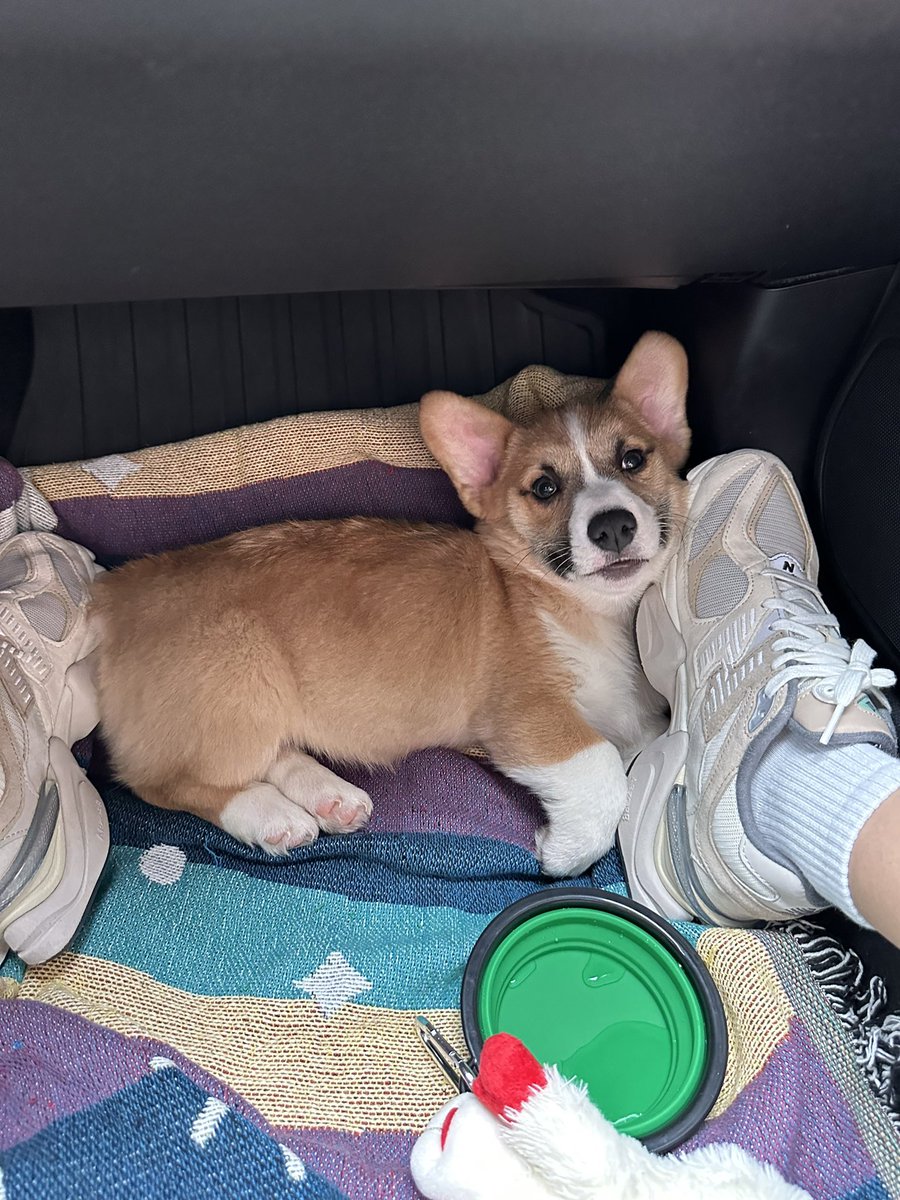 salmaxvale's tweet photo. This is chai and he is already such a character 🥹🤭 https://t.co/QMq9tvnBzM