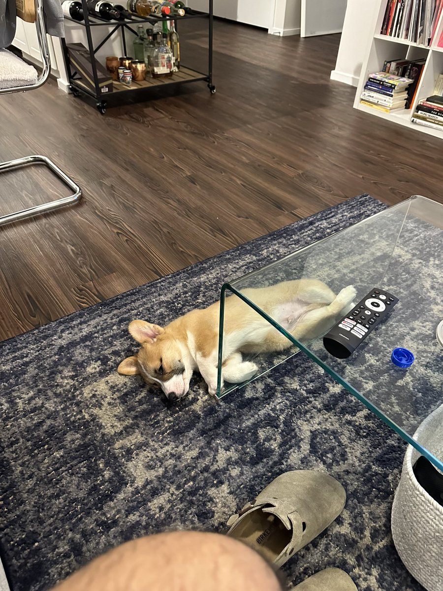 salmaxvale's tweet photo. This is chai and he is already such a character 🥹🤭 https://t.co/QMq9tvnBzM
