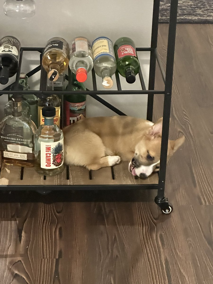 salmaxvale's tweet photo. This is chai and he is already such a character 🥹🤭 https://t.co/QMq9tvnBzM