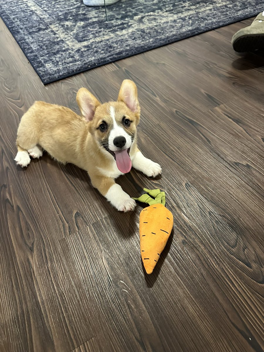 salmaxvale's tweet photo. This is chai and he is already such a character 🥹🤭 https://t.co/QMq9tvnBzM