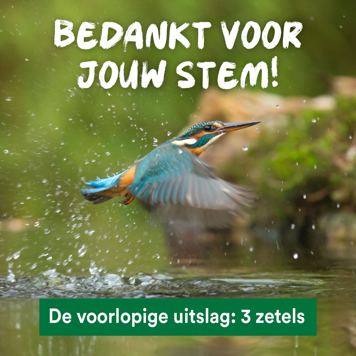 pvddrijnland's tweet photo. Wat een spetterend resultaat! 🤩 Met de voorlopige verkiezingsuitslag groeien we in Rijnland door van 2 naar 3 zetels. 

Bedankt voor jullie steun en vertrouwen! Hiermee kunnen we ons nog meer inzetten voor een groener, schoner én diervriendelijker #waterschap💚

#WS2023 #PvdD https://t.co/g2Jdr92h7d