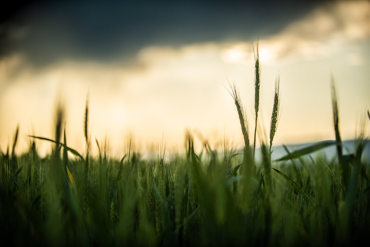 Working with organic grain farmers or those seeking to transition to organics, a multi-state #climatesmart project led by @MarbleseedOrg will provide 💰 to help farmers plant cover crops, monitor greenhouse gas emissions, produce marketing plans, and more: bit.ly/3r9zrvf