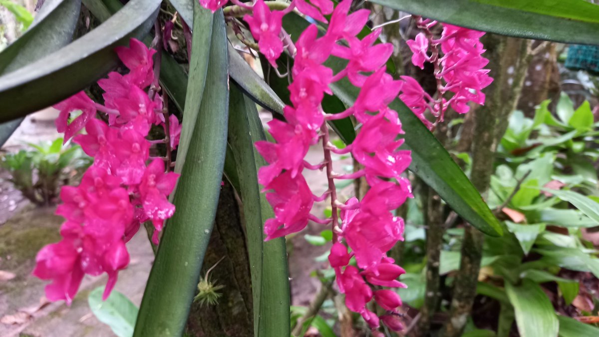 orquibor's tweet photo. Rodriguezia lanzeolata. #orchid #flowers.
زَهْرَةُ الْأَوَرْك��يد#
#兰花 #orhideja #orchidej #orkidé #orchidee #orkidea #orchidée #Orchidee #ορχιδέα
#orchidea #ラン #난초 #orkidé
#orhidee #орхидея #orkidé
#กล้วยไม้ #orkide #орхідея #câyphonglan #orhidee
#Orchid #orkideon https://t.co/hAvdEEVdY4