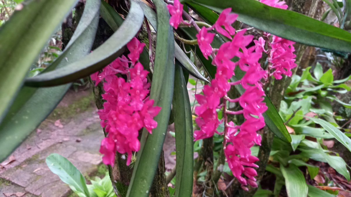orquibor's tweet photo. Rodriguezia lanzeolata. #orchid #flowers.
زَهْرَةُ الْأَوَرْك��يد#
#兰花 #orhideja #orchidej #orkidé #orchidee #orkidea #orchidée #Orchidee #ορχιδέα
#orchidea #ラン #난초 #orkidé
#orhidee #орхидея #orkidé
#กล้วยไม้ #orkide #орхідея #câyphonglan #orhidee
#Orchid #orkideon https://t.co/hAvdEEVdY4