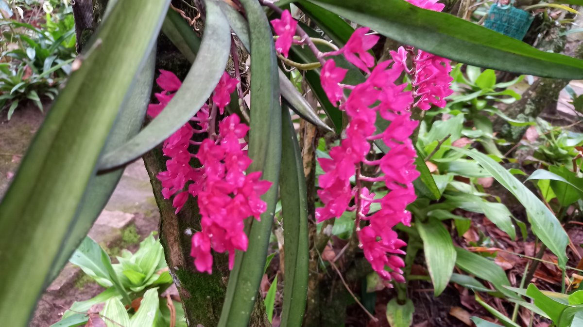 orquibor's tweet photo. Rodriguezia lanzeolata. #orchid #flowers.
زَهْرَةُ الْأَوَرْك��يد#
#兰花 #orhideja #orchidej #orkidé #orchidee #orkidea #orchidée #Orchidee #ορχιδέα
#orchidea #ラン #난초 #orkidé
#orhidee #орхидея #orkidé
#กล้วยไม้ #orkide #орхідея #câyphonglan #orhidee
#Orchid #orkideon https://t.co/hAvdEEVdY4