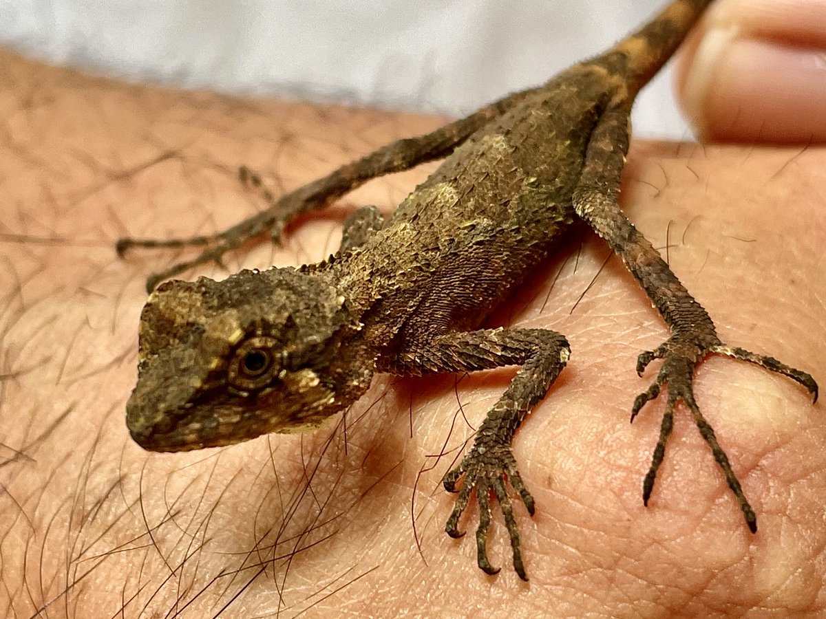 で
70号で北東のやんばる地域からの帰路
この日は雨上がりだったせいか、やたらイモリなどが道路に出てきており、危ないので道路から逃してたりなどしていた_(:3」z)_
そのうちのいくつか 